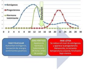 Ciclo menstrual 300x229 1
