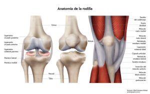 Lesión Ligamento Cruzado Anterior (LCA) 2 dibujo modelo anatomico de la rodilla 1024x640 1 300x188 1